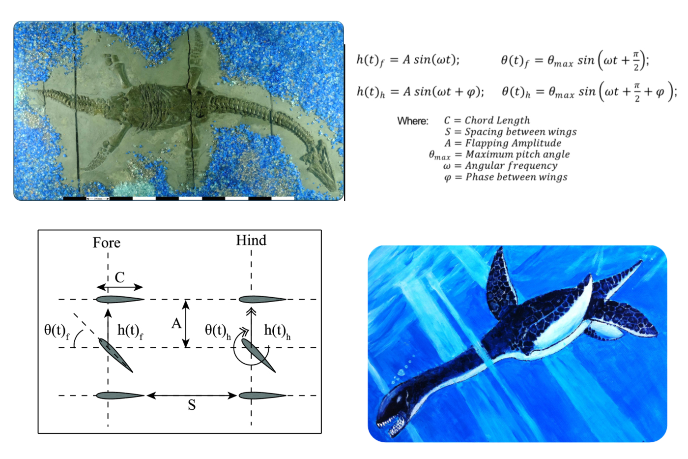 Fluid mechanics for paleontologists