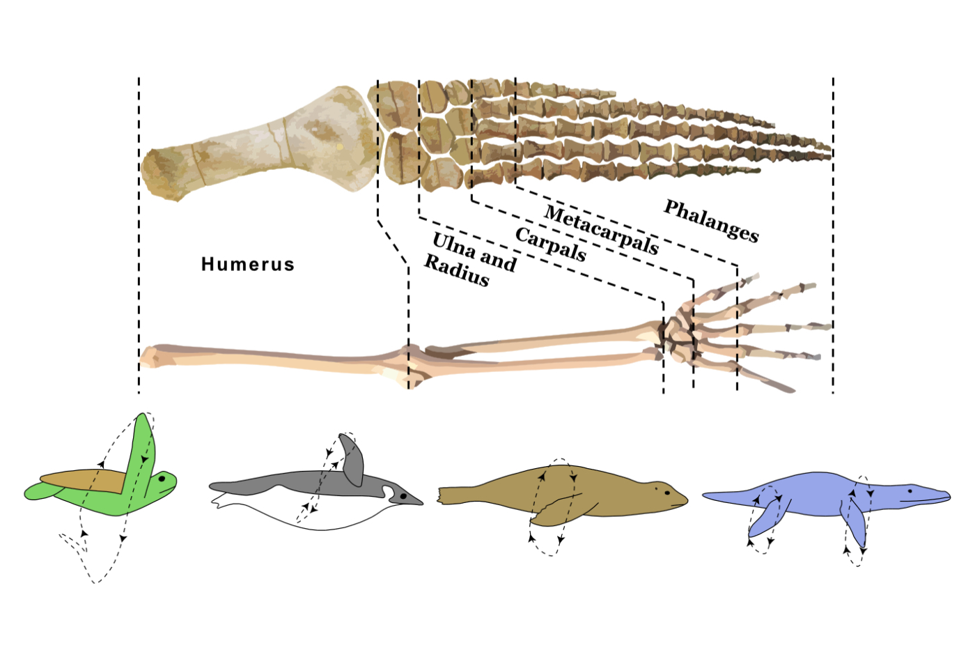Fluid Mechanics for Palaeontologists