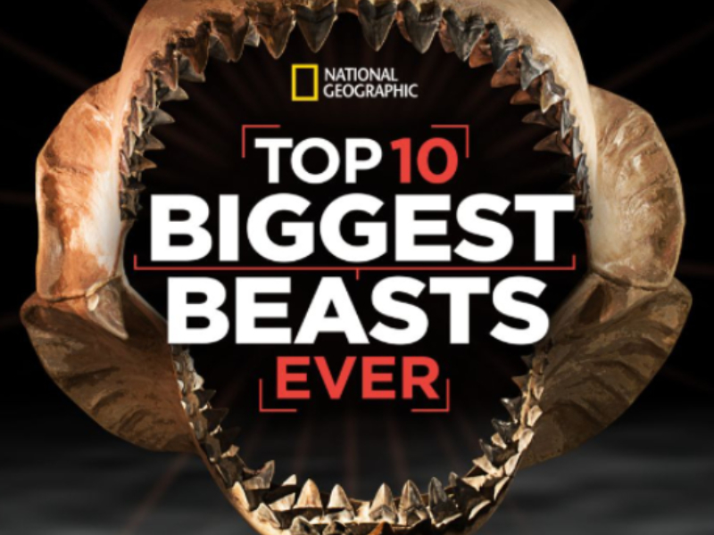 link to imdb for Top 10 Biggest Beast tv programme