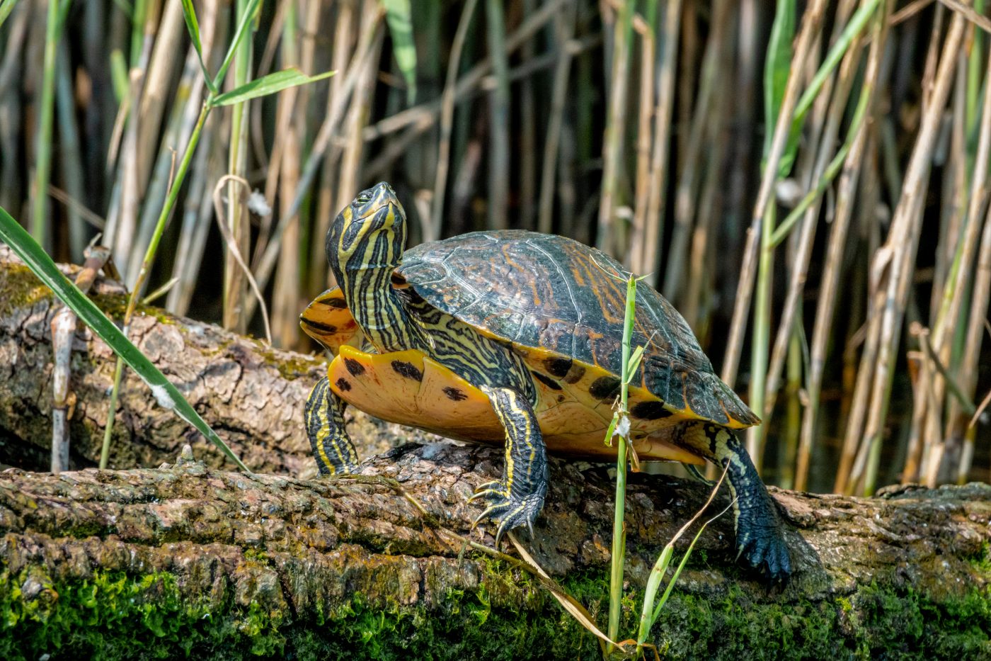 Hydrodynamics and Evolution of Turtles