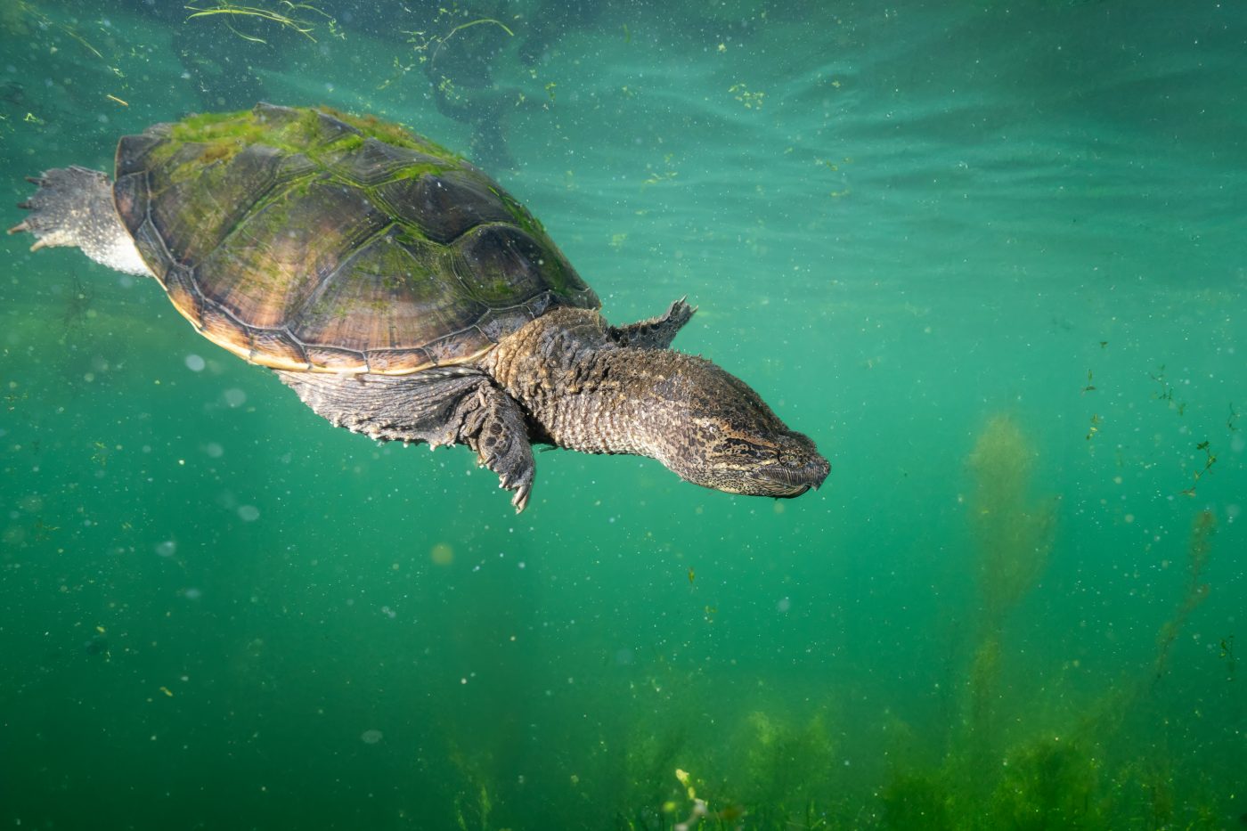Hydrodynamics and Evolution of Turtles