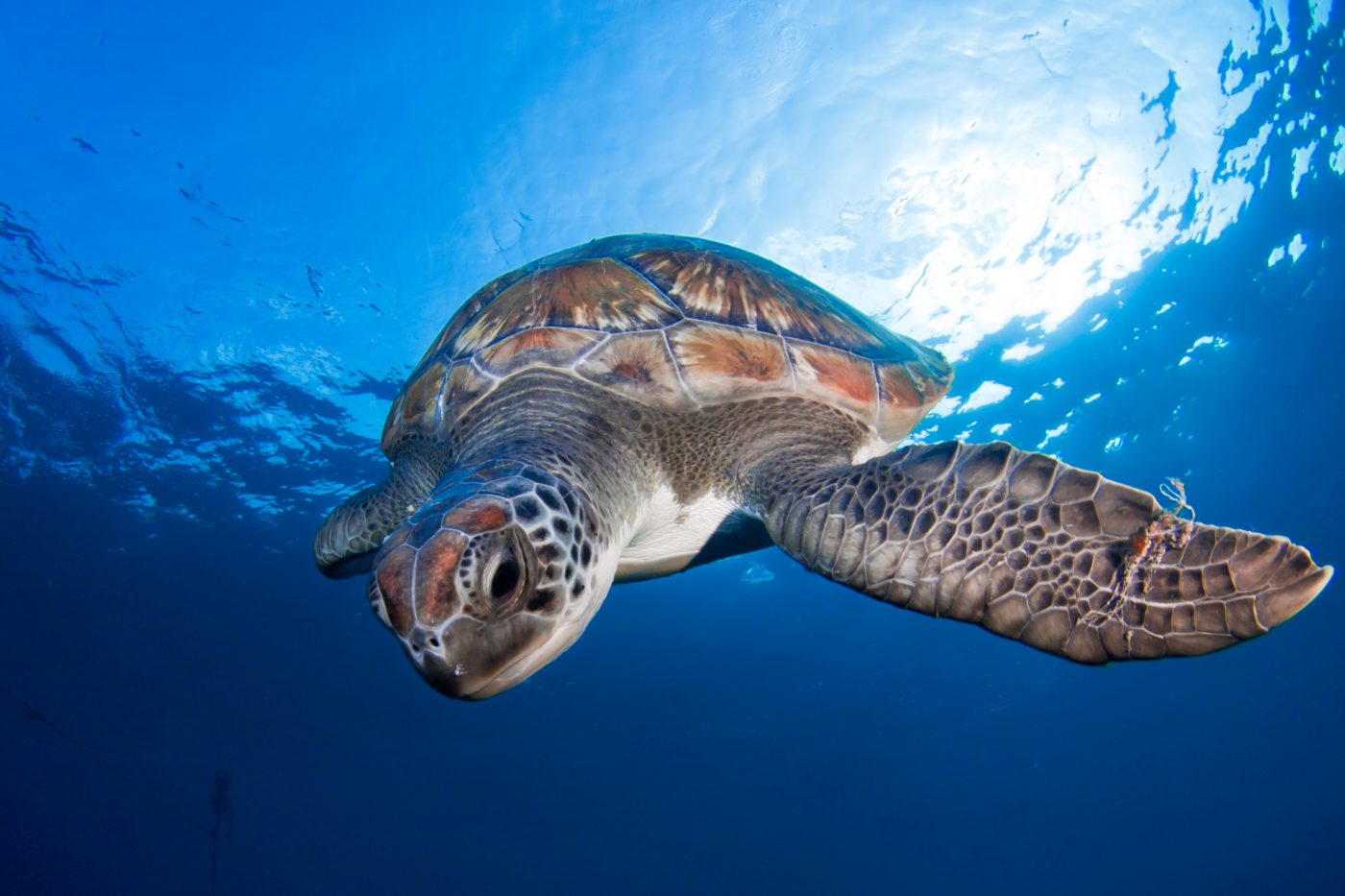 Hydrodynamics and Evolution of Turtles
